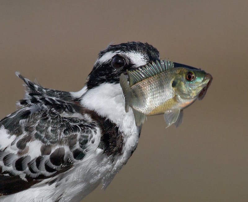 малый, пегий, зимородок на копье фото превью
