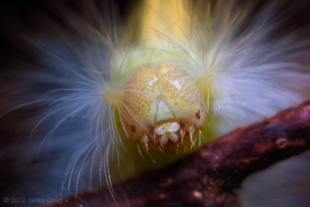 dasychira pudibunda, caterpillar, macro, close-up, portrait, face, head, hair, macrophotography, art, nature, nikon d80, macro bellows, softbox, diffuser, chernivtsi, ukraine, serkiz oleg, олег серкиз, макро, гусеница, Oleg Serkiz