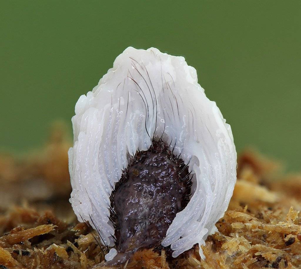 миксомицет, comatricha, typhoides, Сергей Таланов