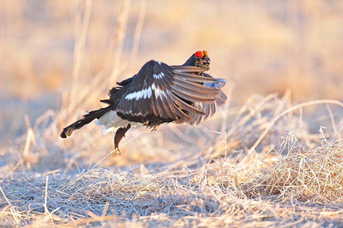 , Алексей Тищенко