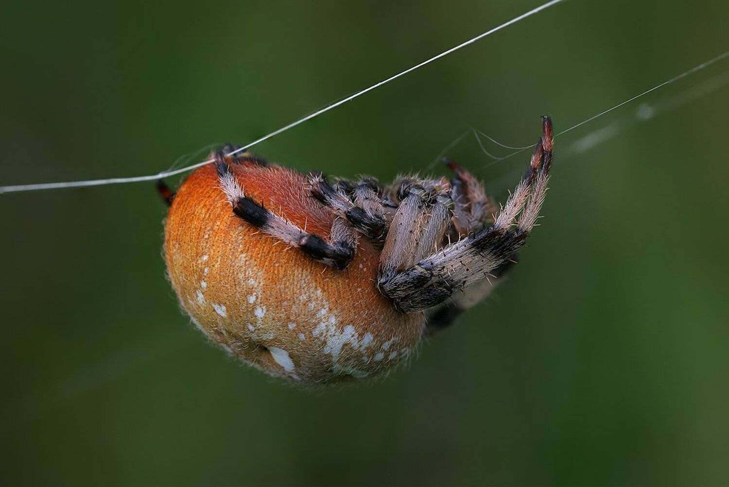 , Вадим Трунов
