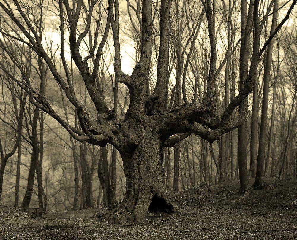 , Игорь Олейник