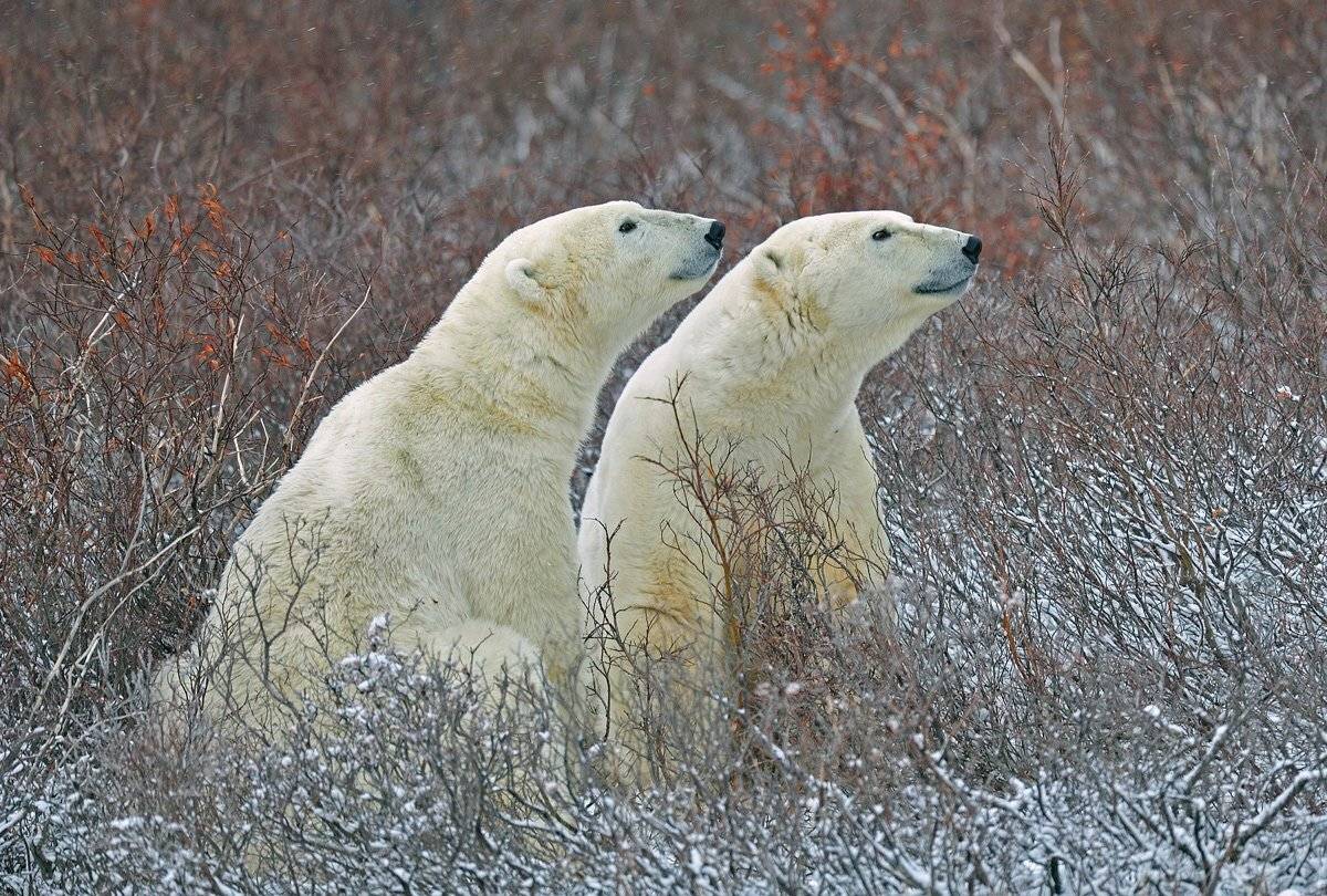 , Алексей Тищенко
