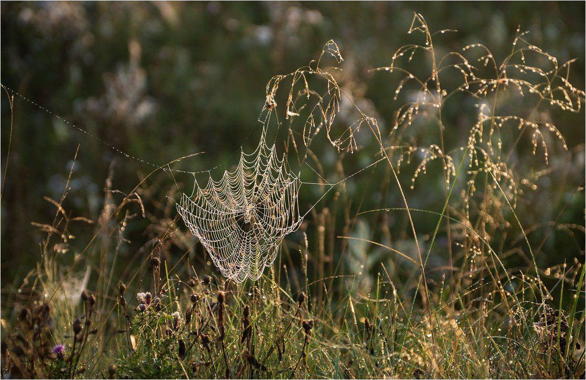 , Николай Шахманцир