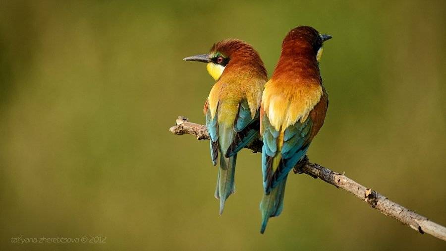 , Татьяна Жеребцова