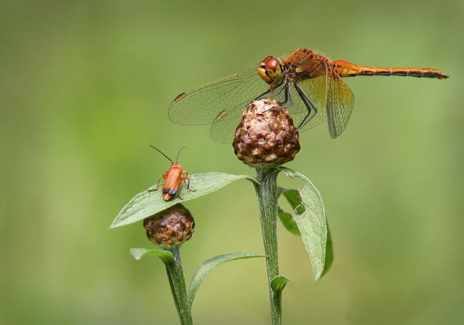 , Зоя Лаптева