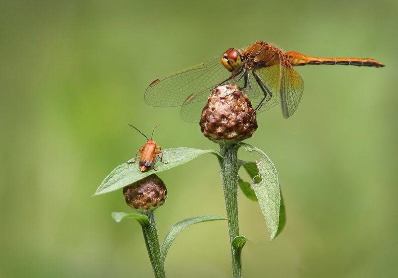 Союз рыжих. фото превью
