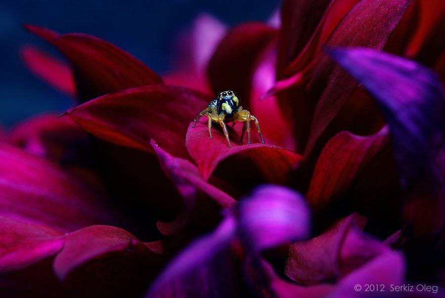 heliophanus auratus, jumping spider, macro, art, serkiz oleg, олег серкиз, макро, паук скакунчик, Oleg Serkiz