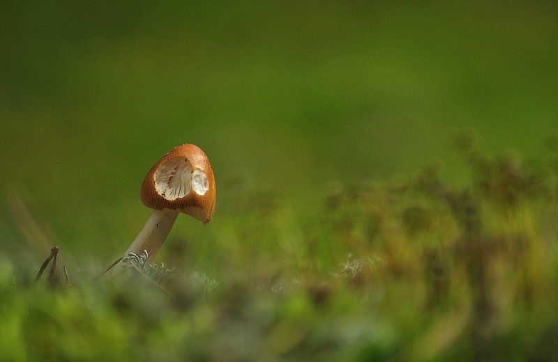 Грибы после пересечения фото превью