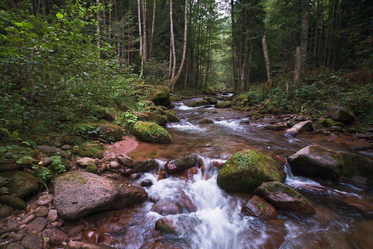 кавказ, лес, река, шантацара, рожкао, Николай Мысливцев