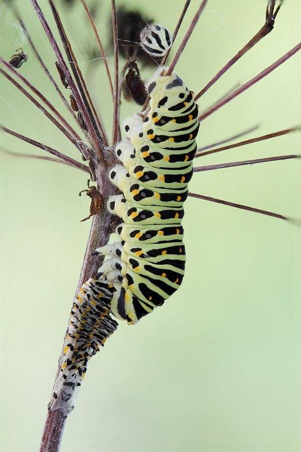 гусеница, махаона, Сергей Таланов