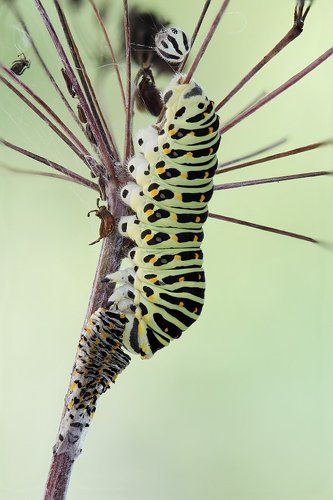 После линьки