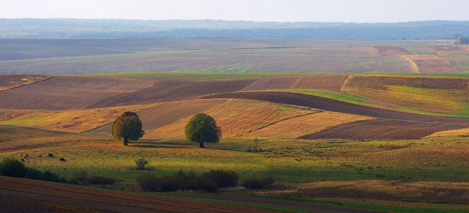 волынь,, Тарас