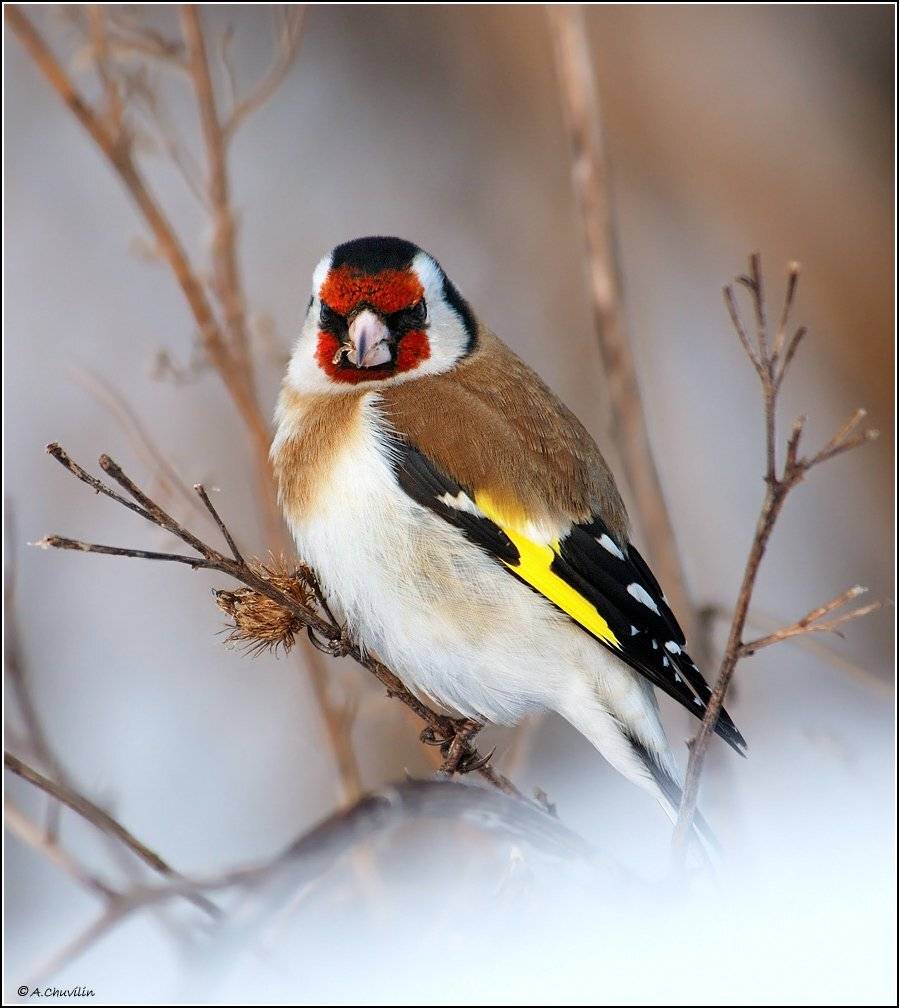 зима,щегол,кушает,репей,не,отвлекай, Александр Чувилин