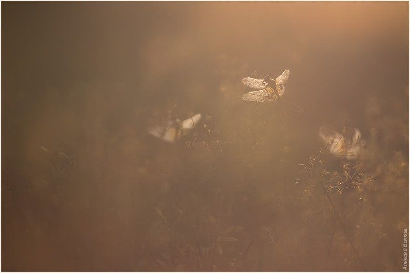 стрекоза, утро Утро фото превью