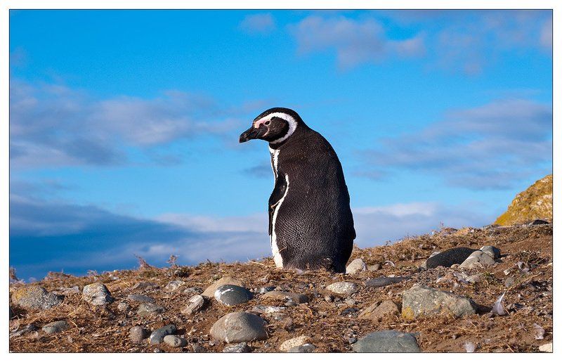 Летят перелетные птицы в осенней дали голубой, летят они в жаркие страны, а я остаюся с тобой... фото превью