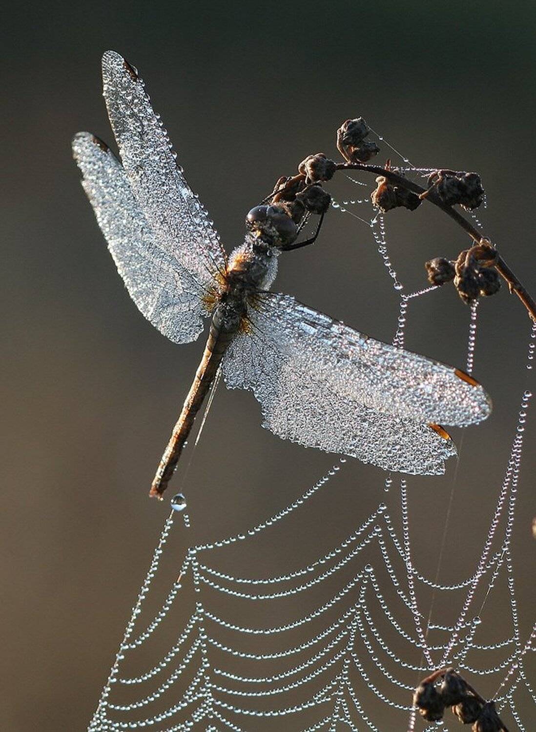 , Вадим Трунов