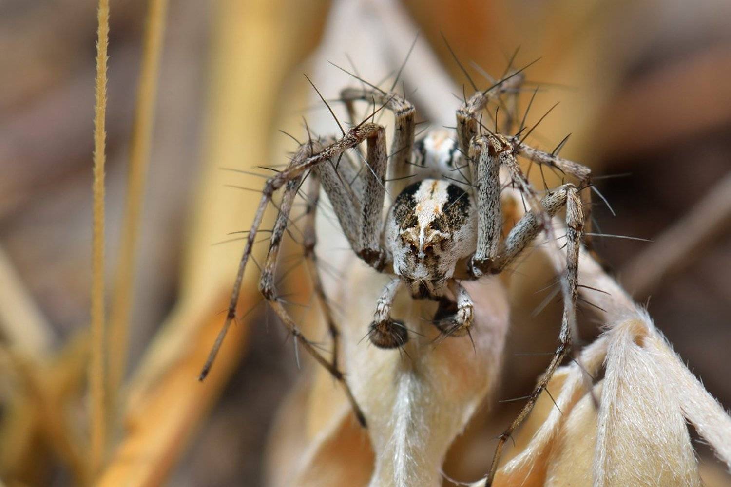 nikon, d7000, spider, macro, close-up, nature, arachnida, arthropoda, lynx spider, spider, Эдуард Ким
