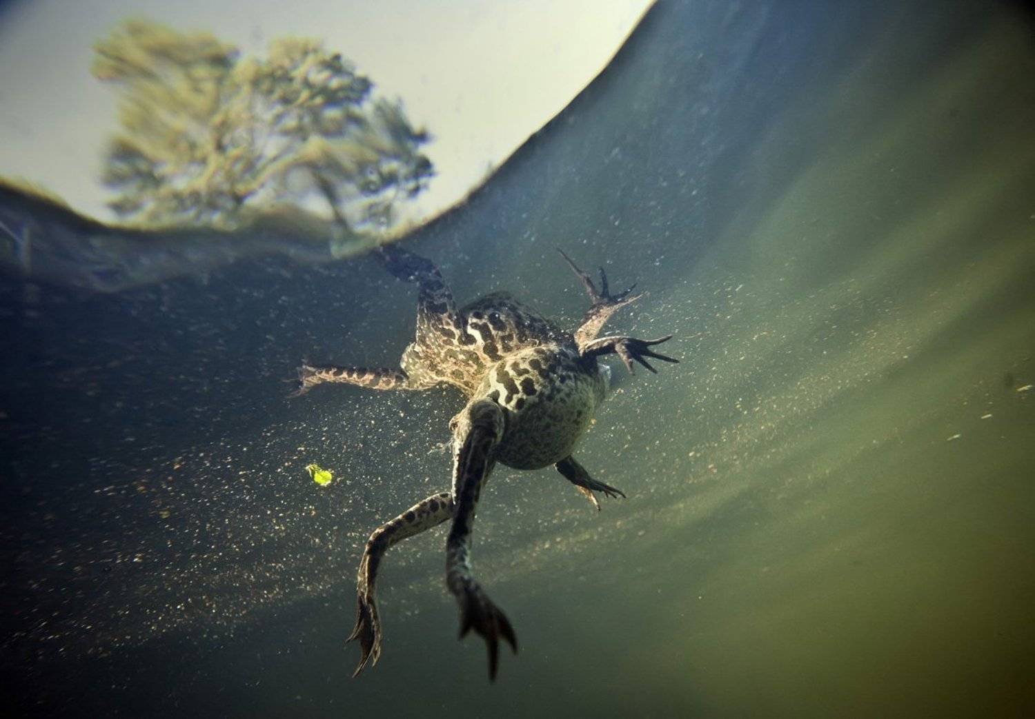 , Эдуард VTORNIK  Николаев