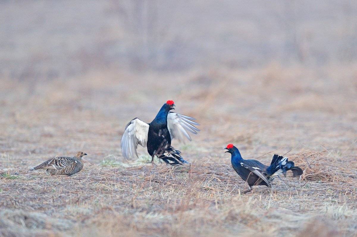 , Алексей Тищенко
