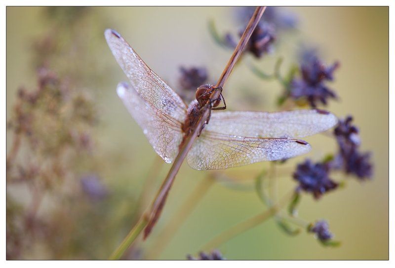 макро, стрекоза, утро, роса, степь *-* фото превью