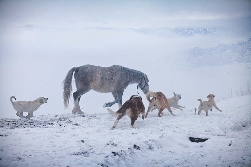 . фото превью