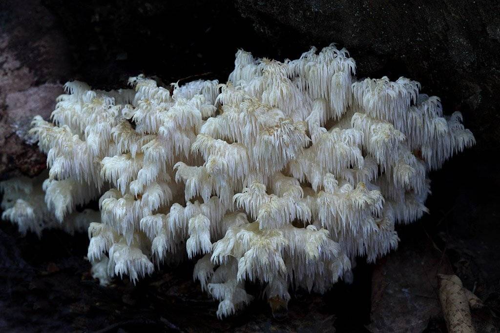 ежовик, коралловидный, Сергей Таланов