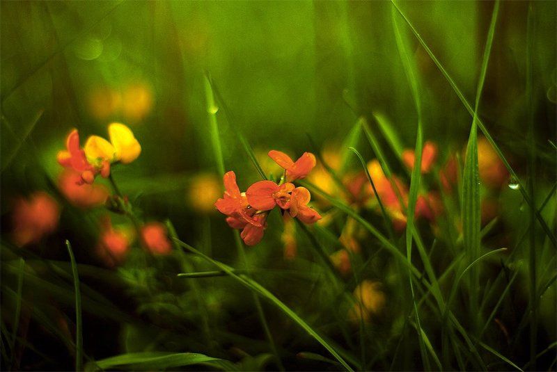 Башмачки для Венеры фото превью