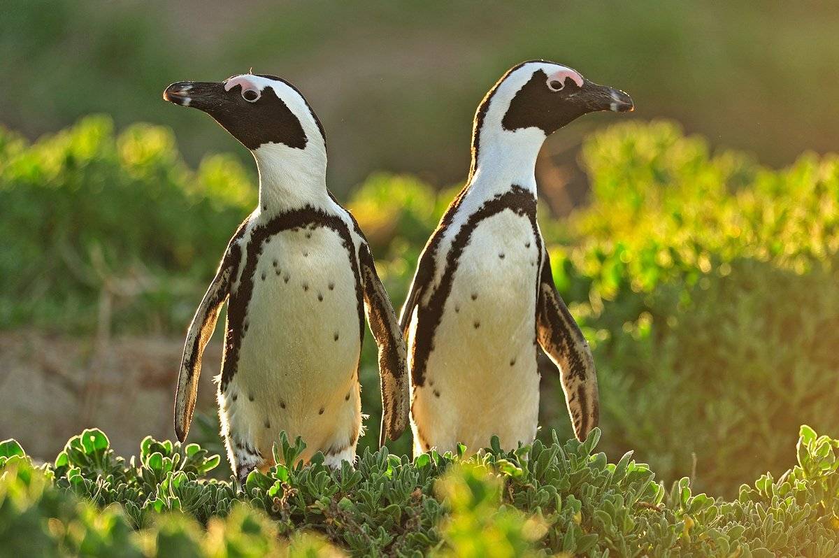 , Алексей Тищенко