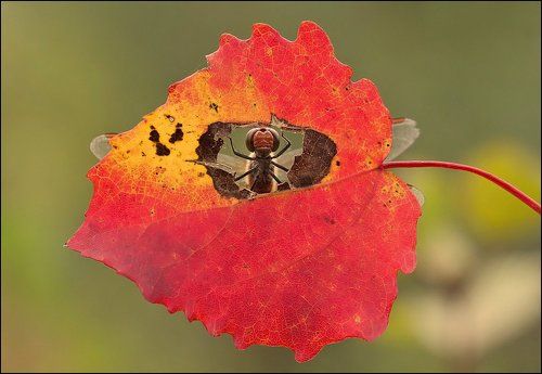 Про стрекозу и осень...