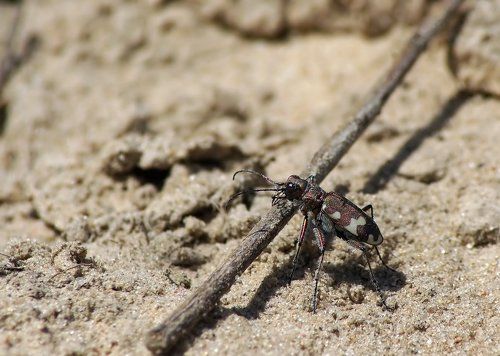 Скакун, скакун, а перескочить то не могу.