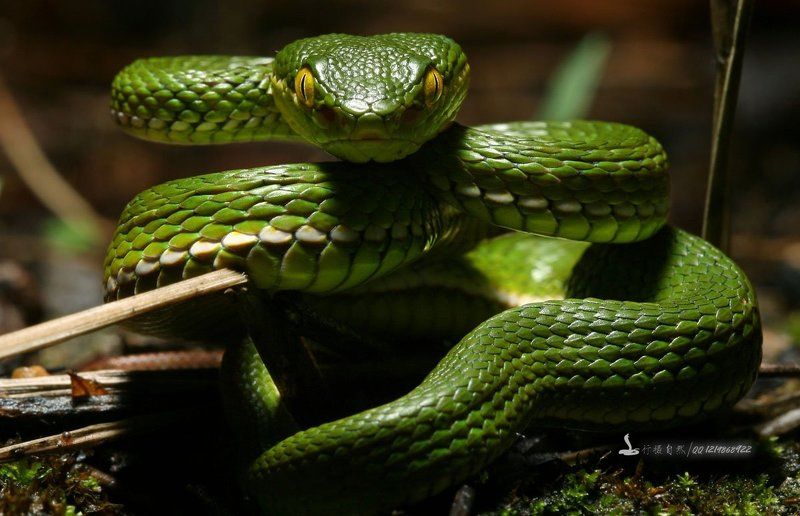 Southern Guangdong wilderness фото превью