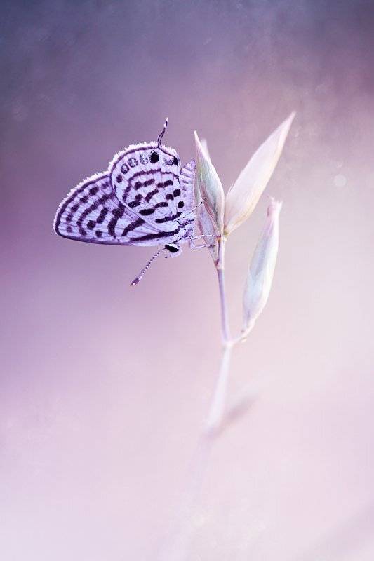 little, tiger, blue, macro, nature, canon, mehmet