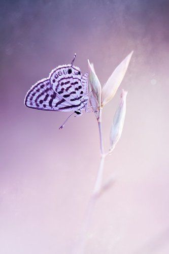 little tiger blue