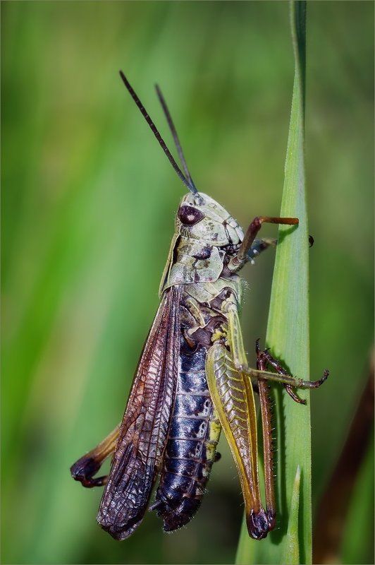 В траве сидят кузнечики фото превью