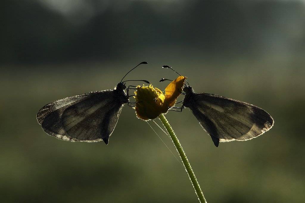 бабочки, утро, Сергей Таланов