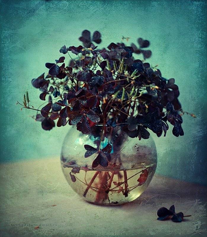 , Svoboda Andreeva