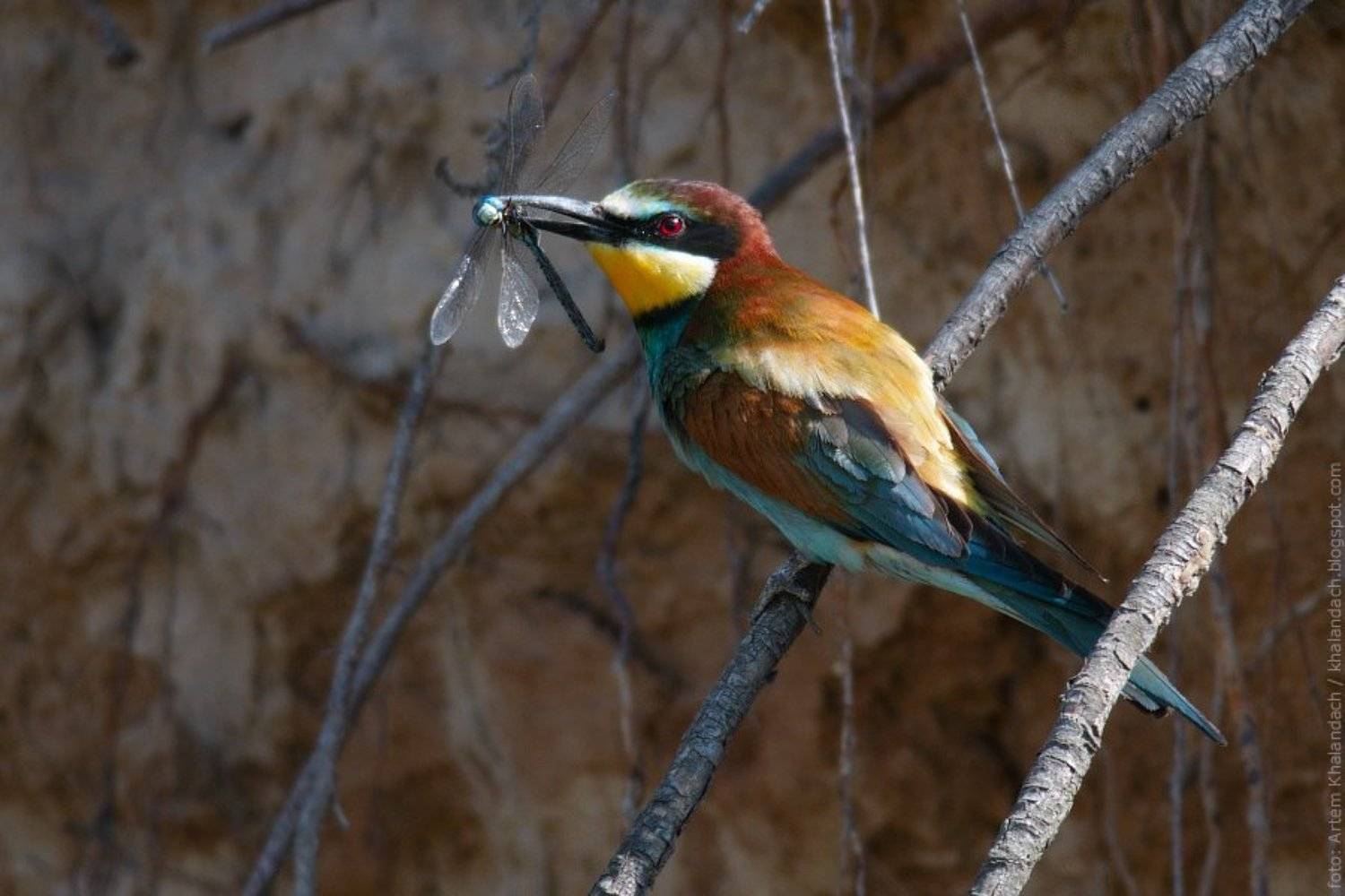 золотистая, щурка, Артем Халандач