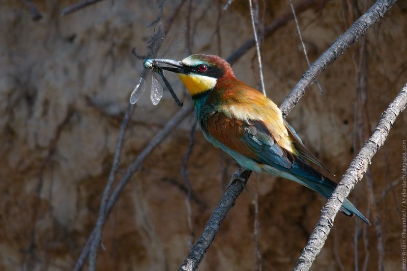 золотистая, щурка Щурка и стрекоза фото превью