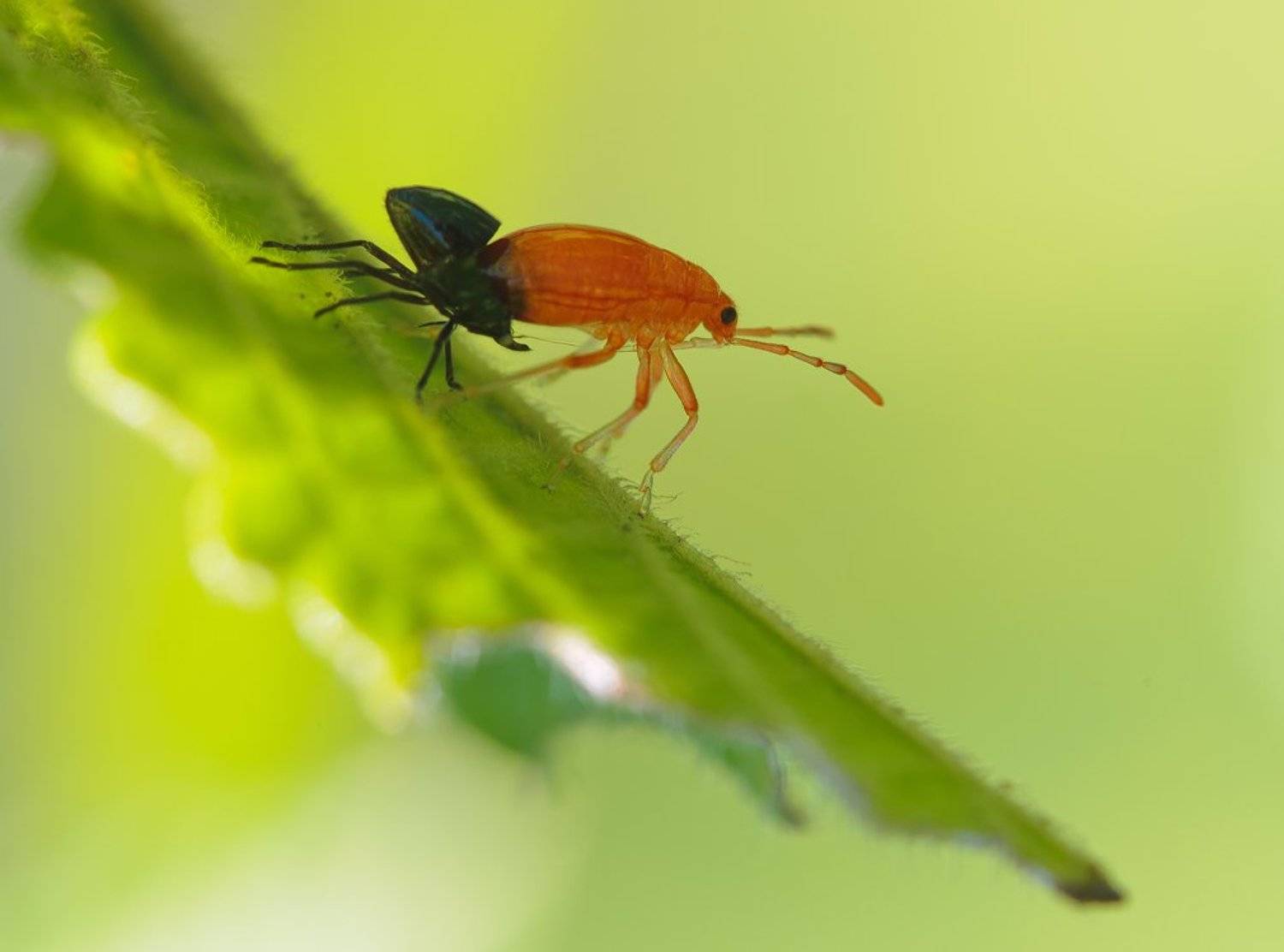 метаморфоз,линька,тля,макро,насекомые, Александр Константинов