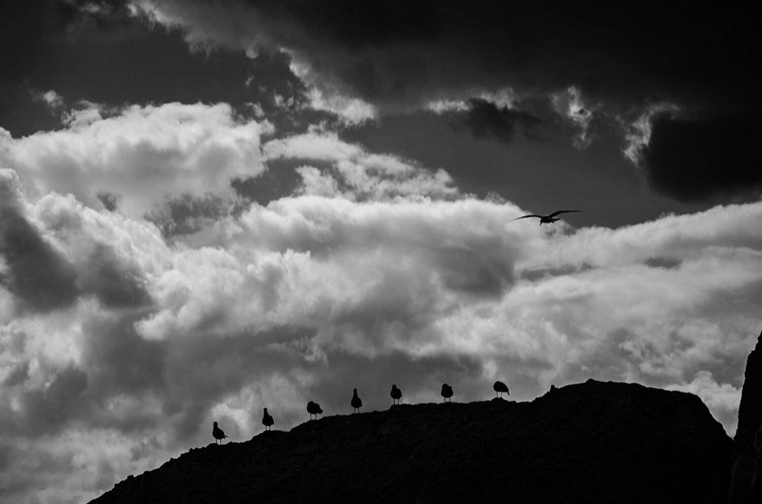 судак, алчак, чайки, небо, Павел Нагорный