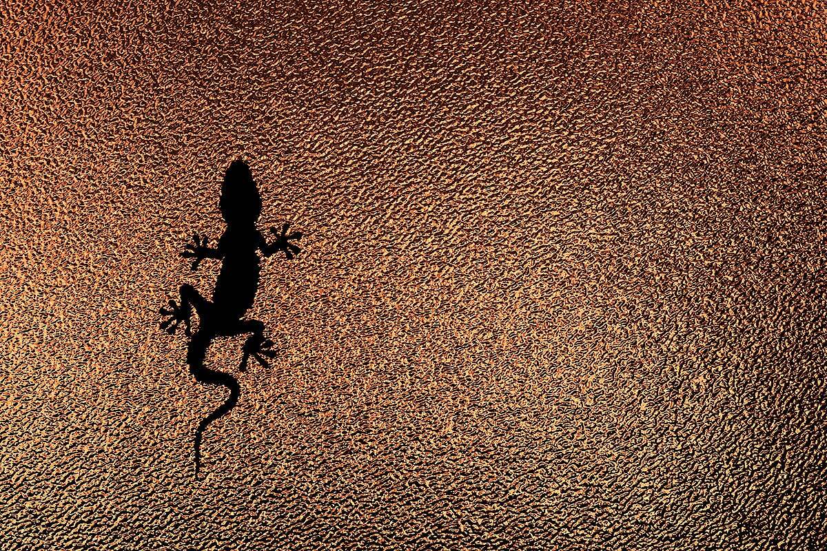 геккон, макро, лето, закат, iryna