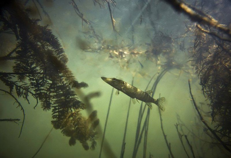 Охота фото превью