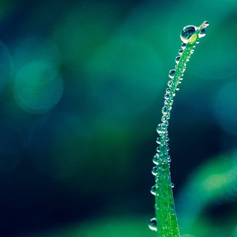 вода, капли, макро, роса, красота Свежесть утренней росы фото превью