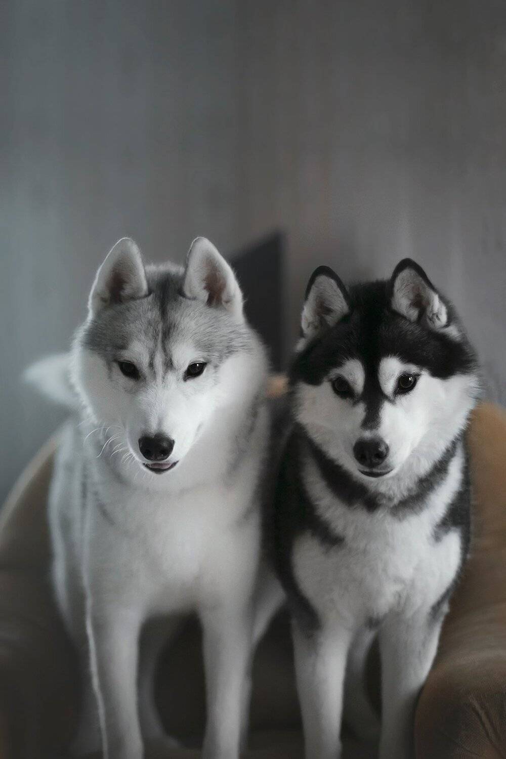 husky, dogs, siberian husky, Erika Tsogoeva