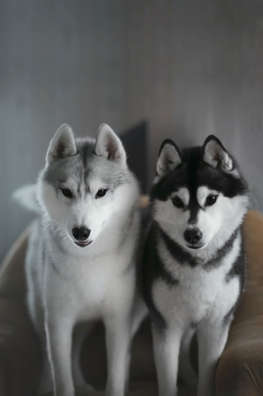 husky, dogs, siberian husky Haku, Meeko фото превью