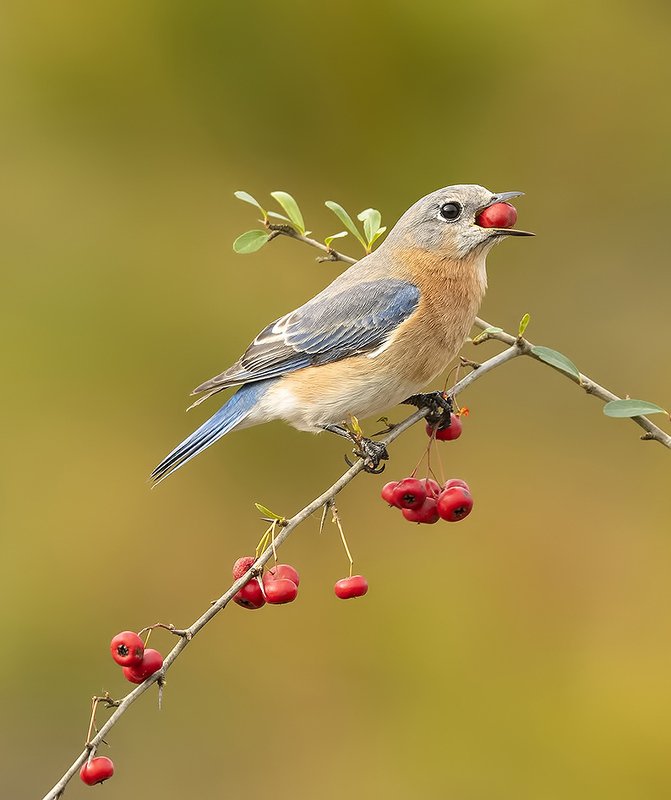 восточная сиалия, eastern bluebird,bluebird Восточная сиалия (самка) - Eastern Bluebird female фото превью