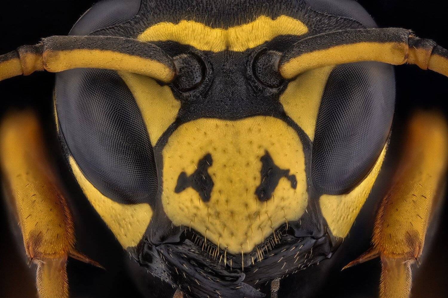 ceclii, macro, extrememacro, nikon d3400, semiplan 6.3, Tsvetan Ganev