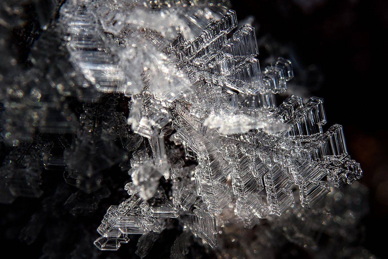 макро,ией,мороз,природа, Сергей Духанин