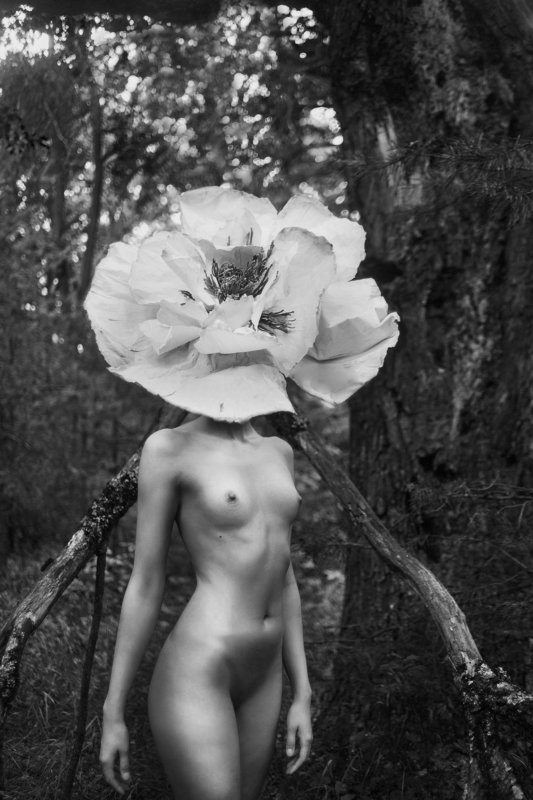 Цветок  фото превью